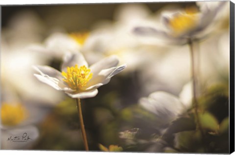 Framed Anemone Up Close Print