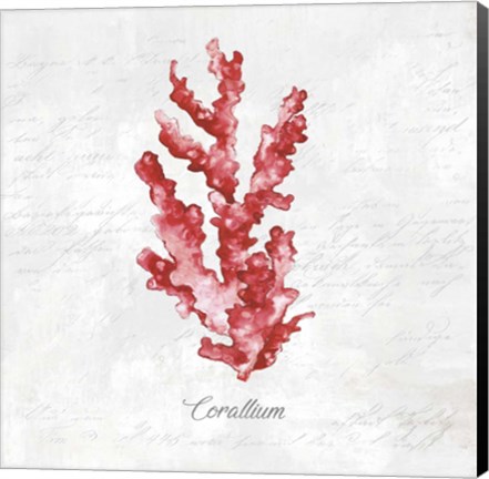 Framed Red Sea Coral Print