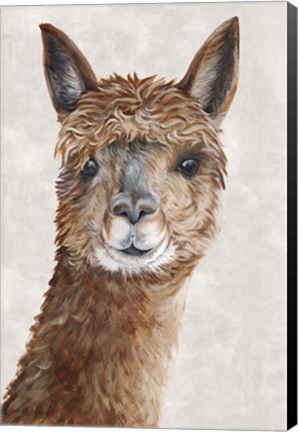 Framed Suri Alpaca II Print