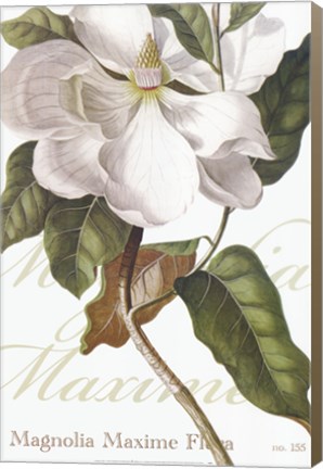 Framed Magnolia Maxime Print