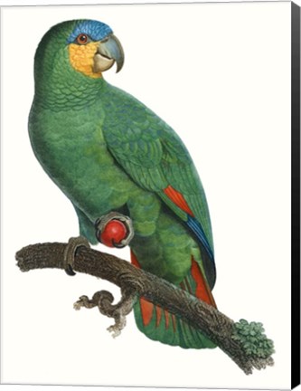 Framed Parrot of the Tropics I Print