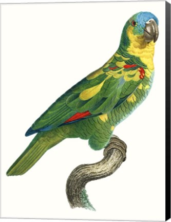 Framed Parrot of the Tropics II Print