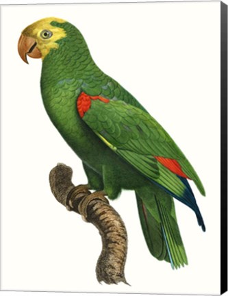 Framed Parrot of the Tropics III Print