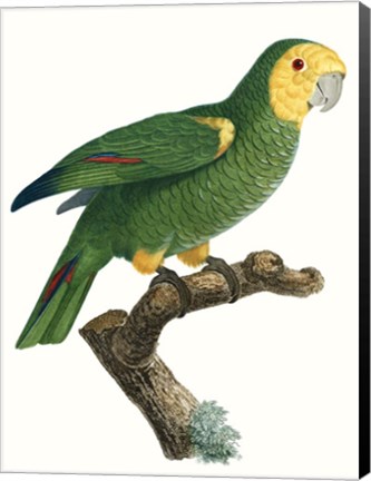 Framed Parrot of the Tropics IV Print