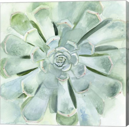 Framed Verdant Succulent IV Print