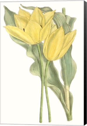 Framed Curtis Tulips II Print