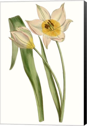 Framed Curtis Tulips III Print