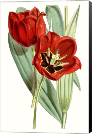 Framed Curtis Tulips V Print