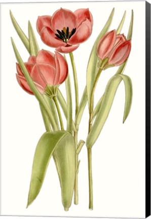 Framed Curtis Tulips VII Print
