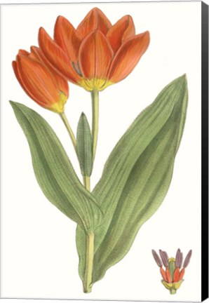 Framed Curtis Tulips IX Print