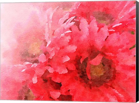Framed Red Gerbera Print