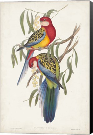 Framed Tropical Parrots IV Print