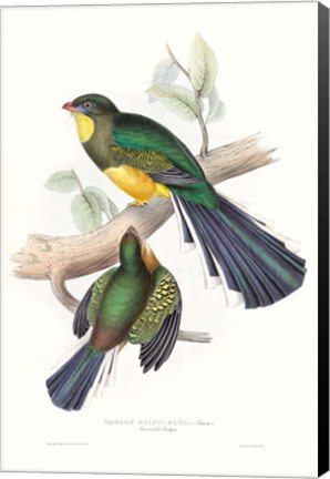 Framed Tropical Trogons I Print