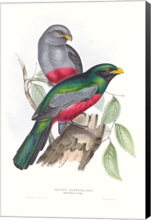 Framed Tropical Trogons III Print