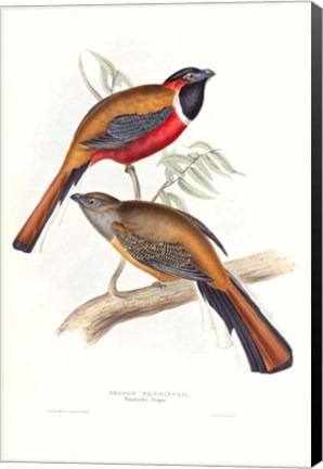 Framed Tropical Trogons IV Print
