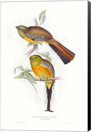 Framed Tropical Trogons VI Print