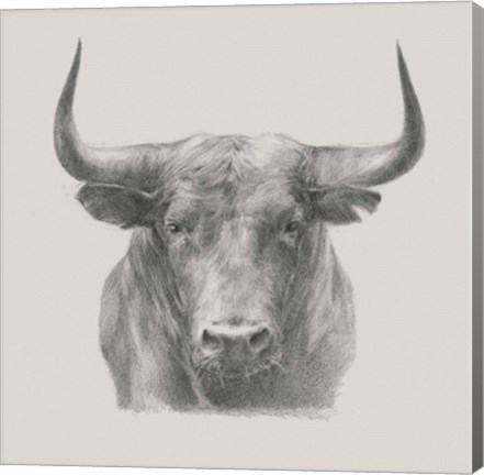 Framed Black Bull Print