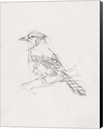 Framed Avian Study  IV Print