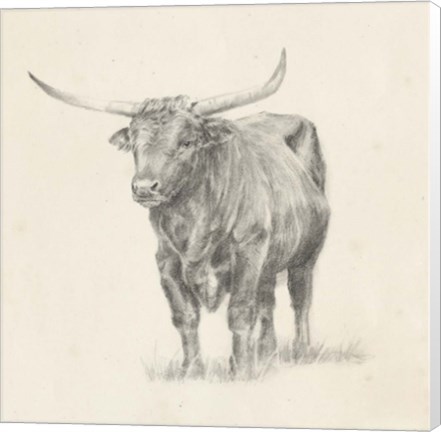 Framed Longhorn Steer Sketch I Print