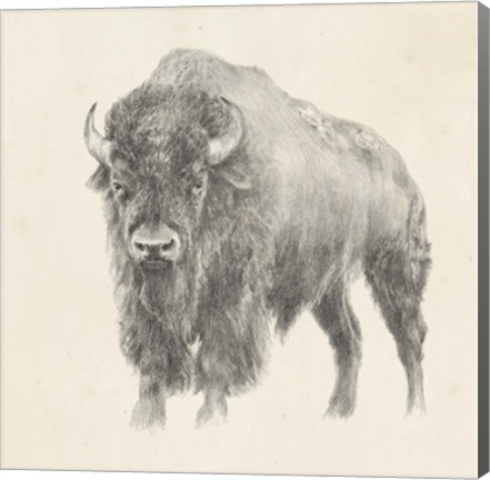 Framed Western Bison Study Print