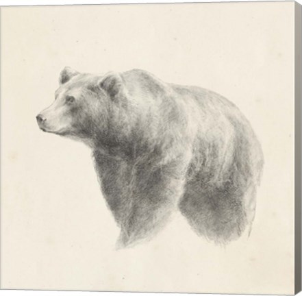 Framed Western Bear Study Print