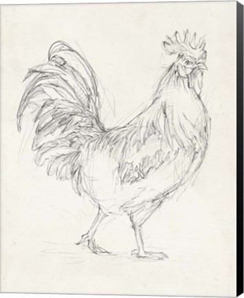 Framed Rooster Sketch I Print