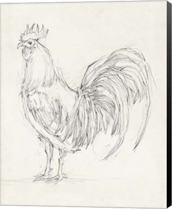 Framed Rooster Sketch II Print