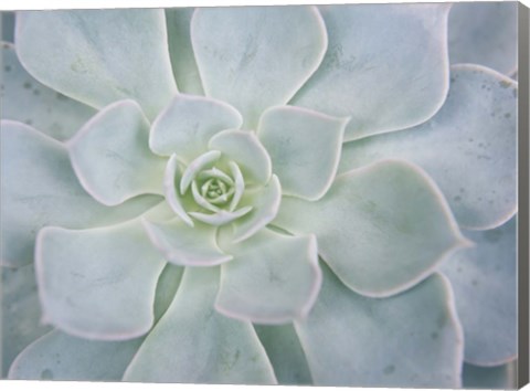 Framed Storybook Succulent I Print
