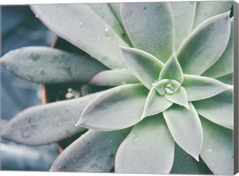 Framed Storybook Succulent III Print