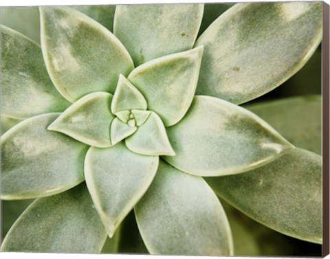 Framed Spring Succulent I Print