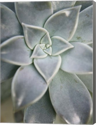 Framed Hanging Garden Succulent I Print