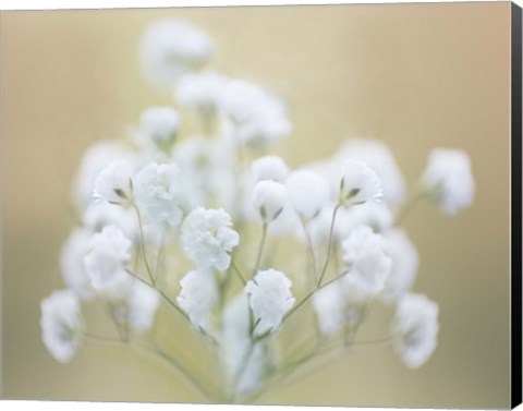 Framed Baby&#39;s Breath Study I Print