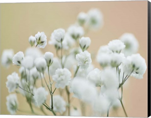 Framed Baby&#39;s Breath Study II Print