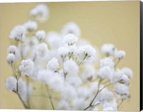 Framed Baby&#39;s Breath Study III Print