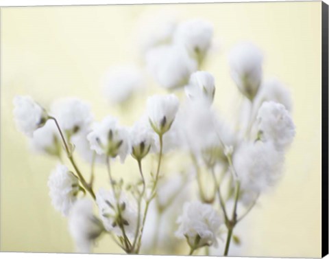 Framed Baby&#39;s Breath Study IV Print