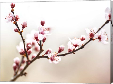 Framed Cherry Blossom Study I Print