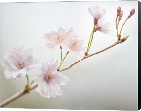 Framed Cherry Blossom Study II Print