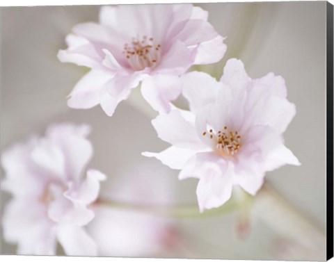 Framed Cherry Blossom Study III Print