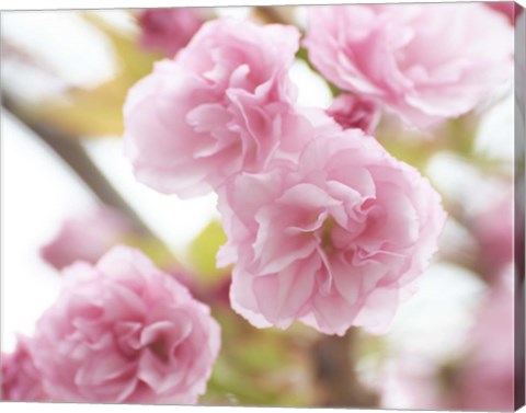 Framed Cherry Blossom Study VI Print