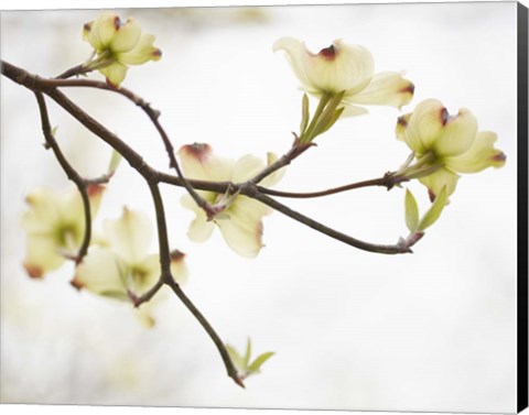 Framed Dogwood Detail I Print