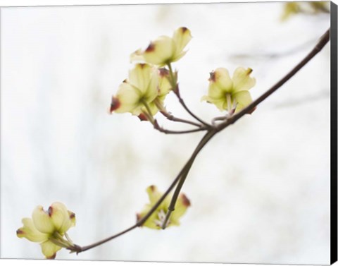 Framed Dogwood Detail II Print