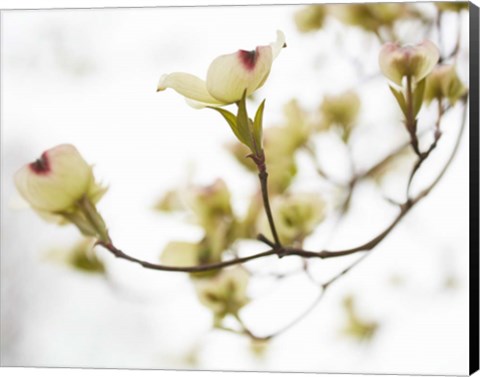 Framed Dogwood Detail III Print