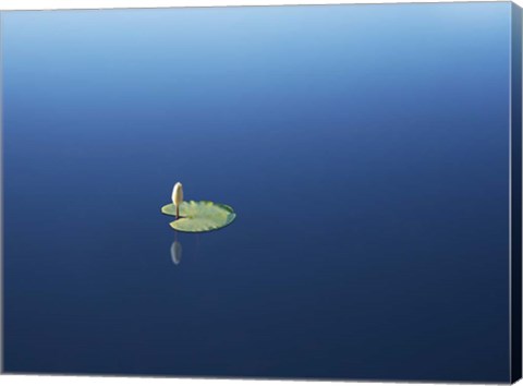 Framed Lilypad II Print