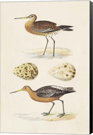 Framed Sandpipers &amp; Eggs IV Print