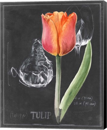 Framed Chalkboard Flower III Print