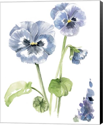 Framed Pansy Study II Print