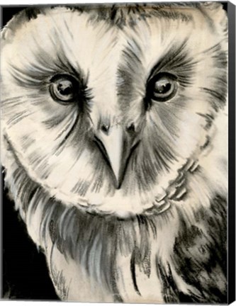 Framed Charcoal Owl II Print