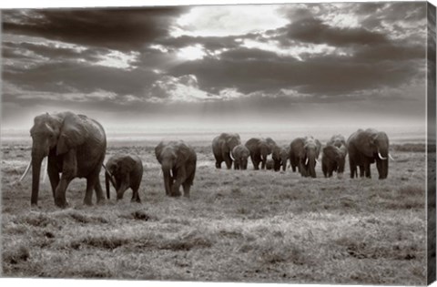 Framed Amboseli elephants Print