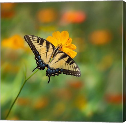 Framed Butterfly Portrait I Print