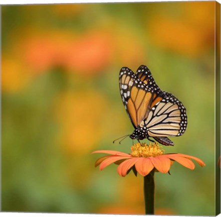 Framed Butterfly Portrait IV Print